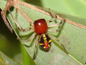 大蜘蛛吃瓜的视频,惊心动魄的自然捕食瞬间